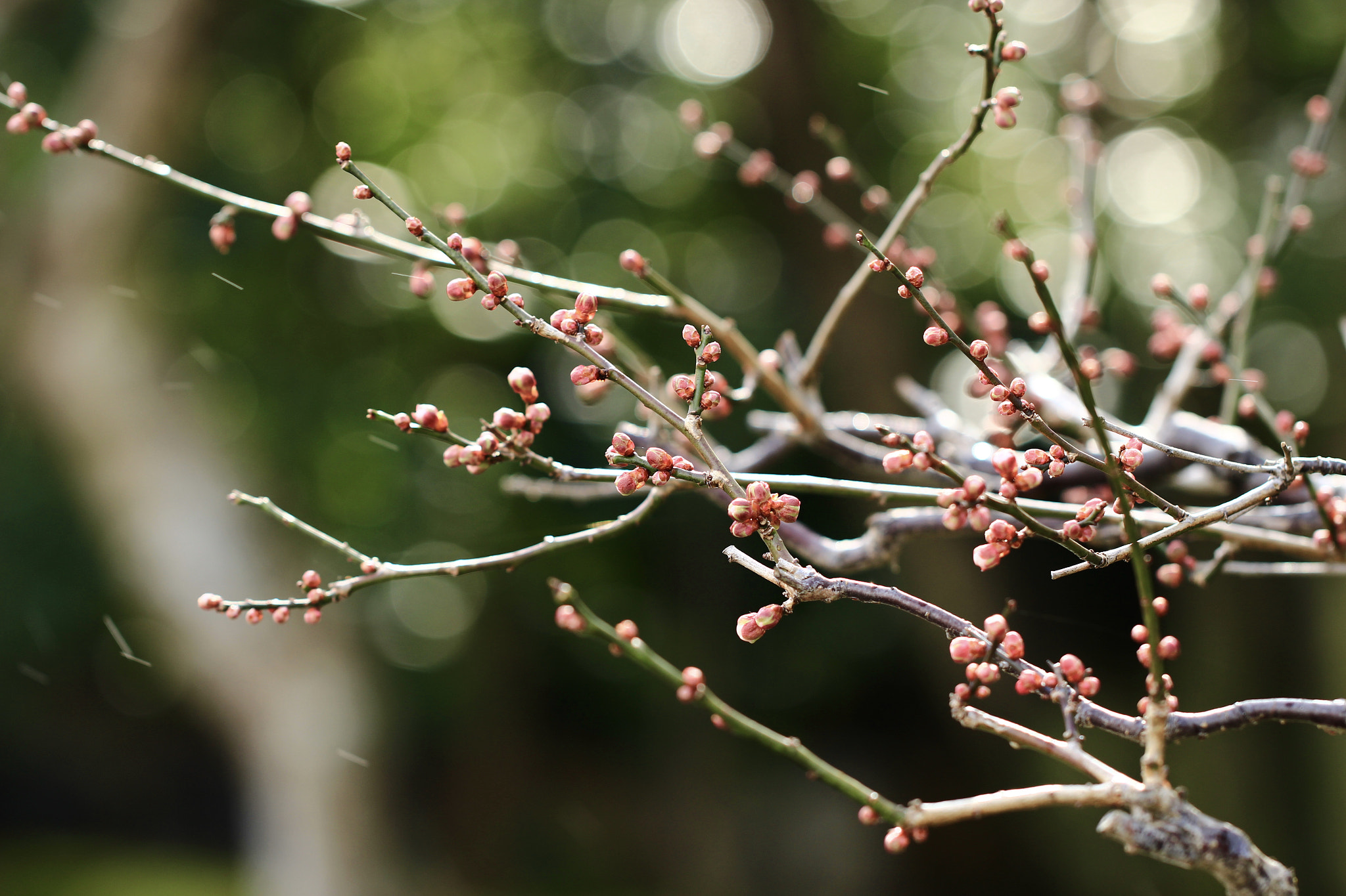 Canon EOS 700D (EOS Rebel T5i / EOS Kiss X7i) sample photo. Still young... photography