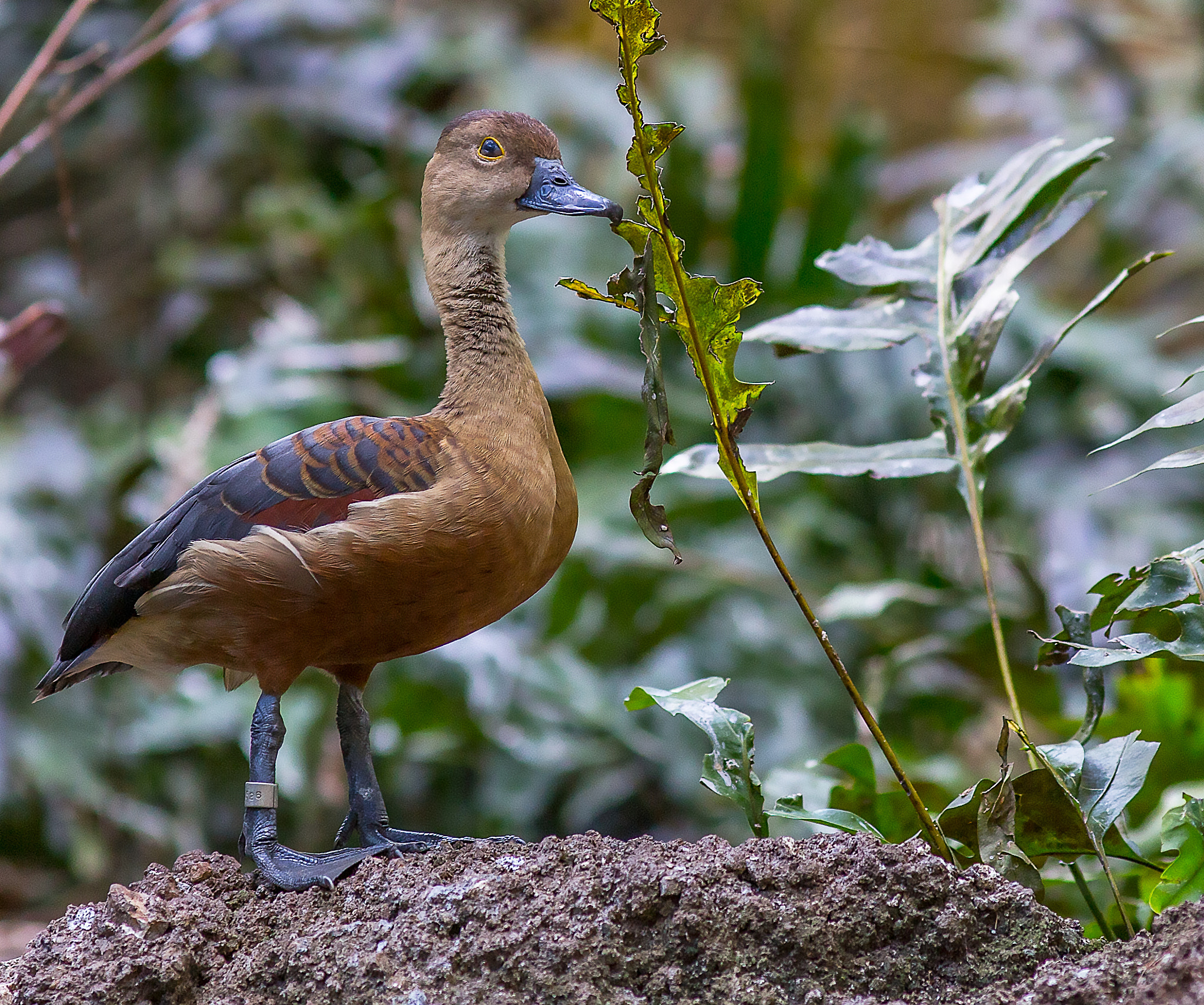 Canon EOS 6D sample photo. Fulvous whistling-duck photography