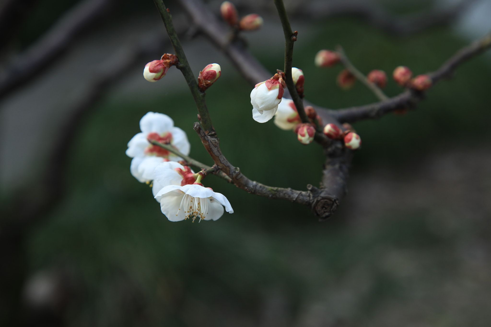 Canon EOS-1D X Mark II sample photo