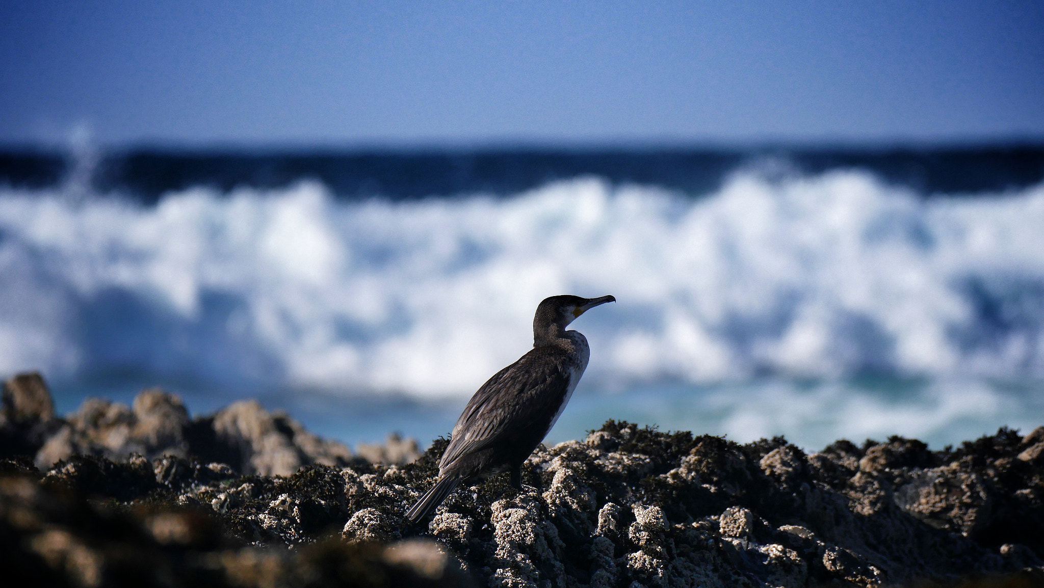 Panasonic Lumix DMC-GX8 + LEICA DG 100-400/F4.0-6.3 sample photo