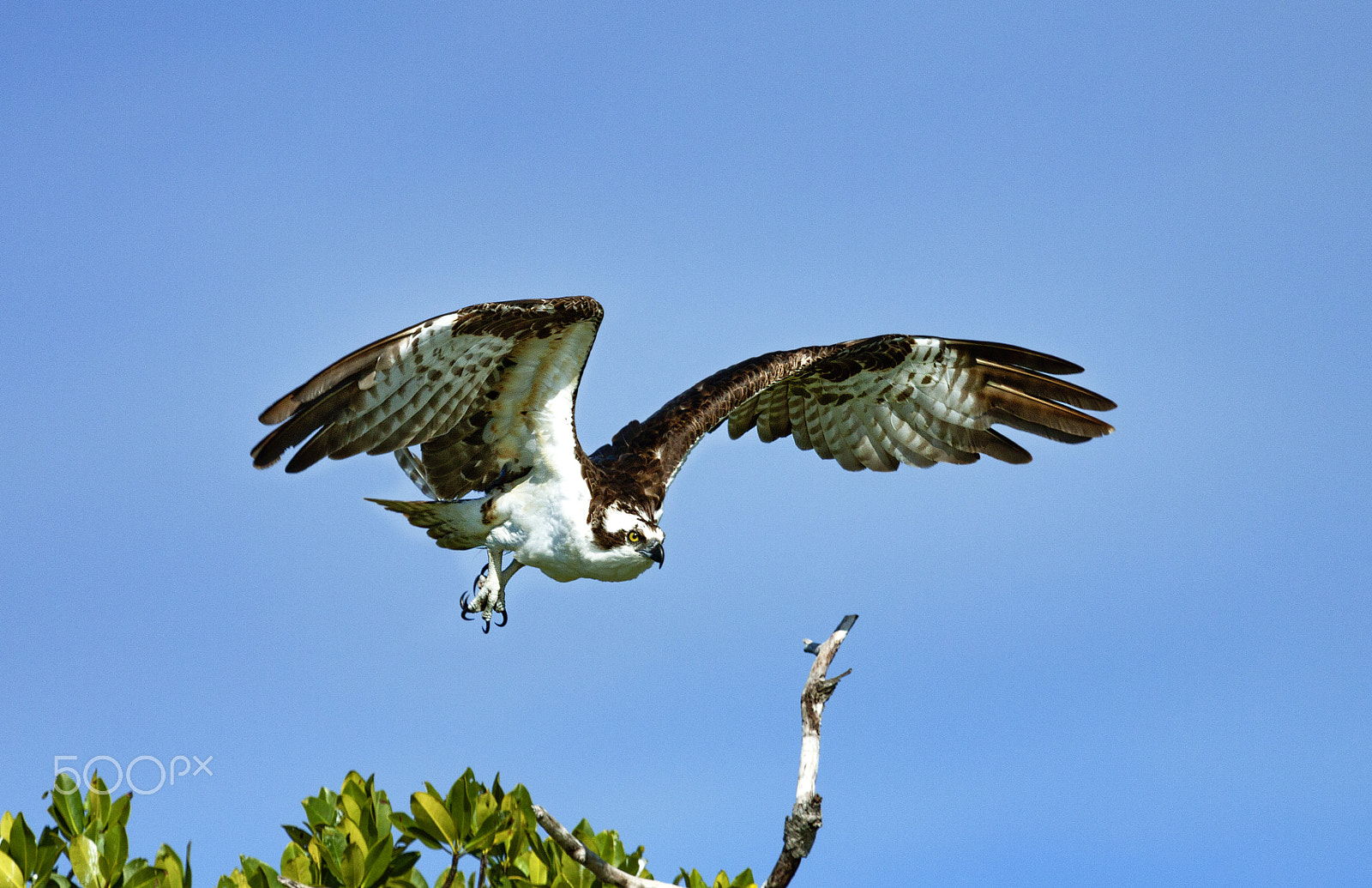Canon EOS 50D + Canon EF 100-400mm F4.5-5.6L IS USM sample photo. Osprey in everglades national park photography