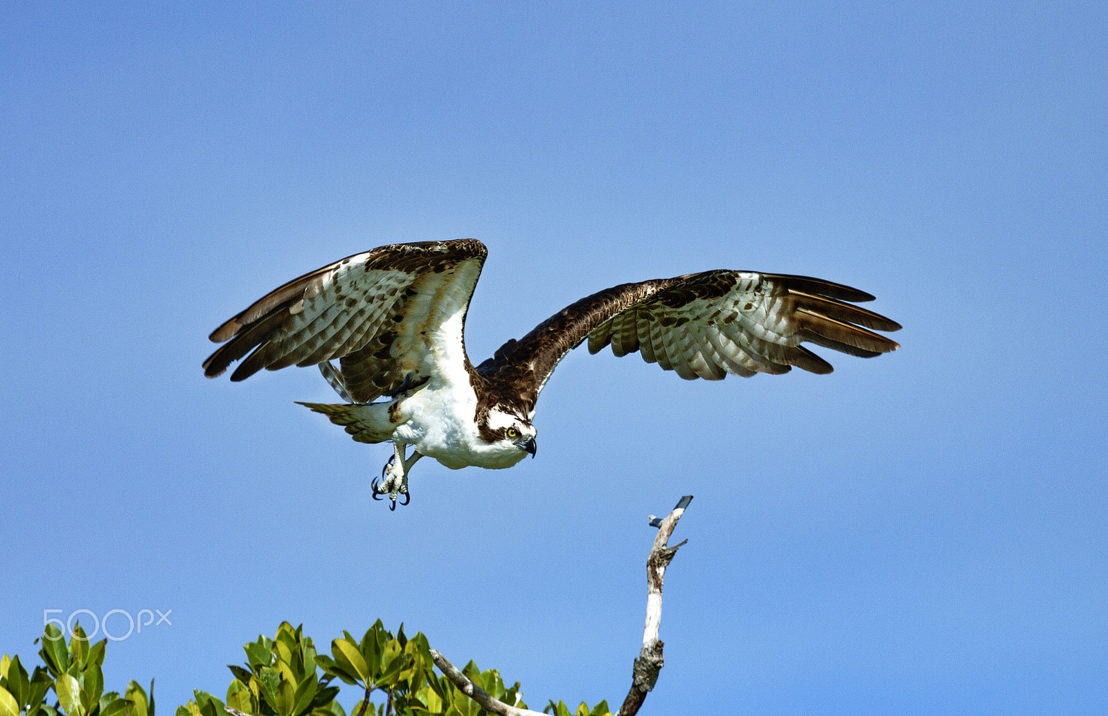 Canon EF 100-400mm F4.5-5.6L IS USM sample photo. Osprey in everglades national park photography
