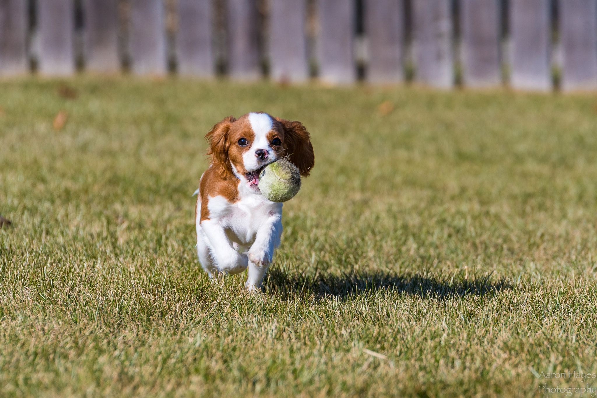 Nikon D500 + Tamron SP 70-200mm F2.8 Di VC USD sample photo. Rizzo enjoying our recent 50 degree weather. photography