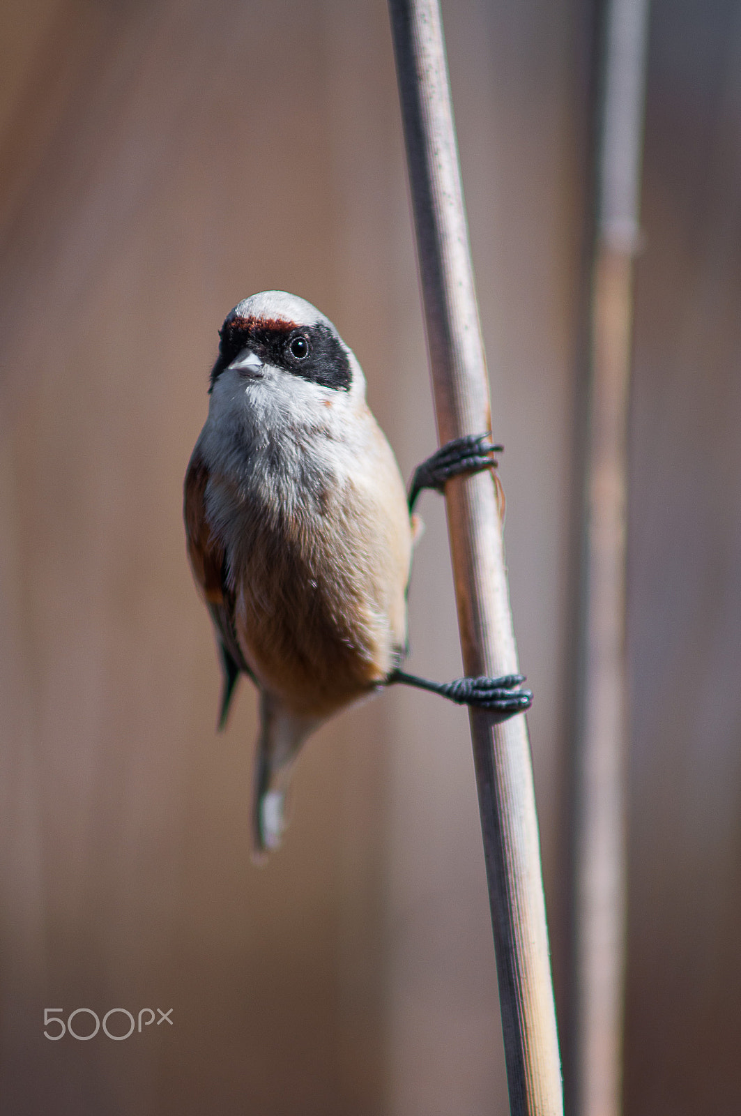 AF Zoom-Nikkor 70-210mm f/4 sample photo. Penduline-tit photography