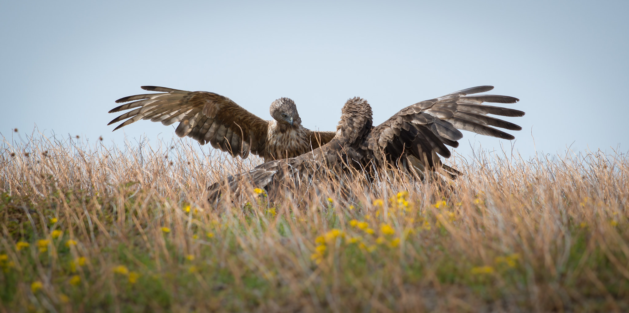 Nikon AF-S Nikkor 70-200mm F4G ED VR sample photo. Hawk tango photography
