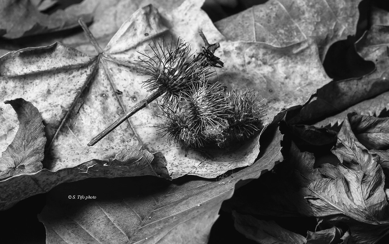 Sigma 105mm F2.8 EX DG OS HSM sample photo. Old leaves .. photography
