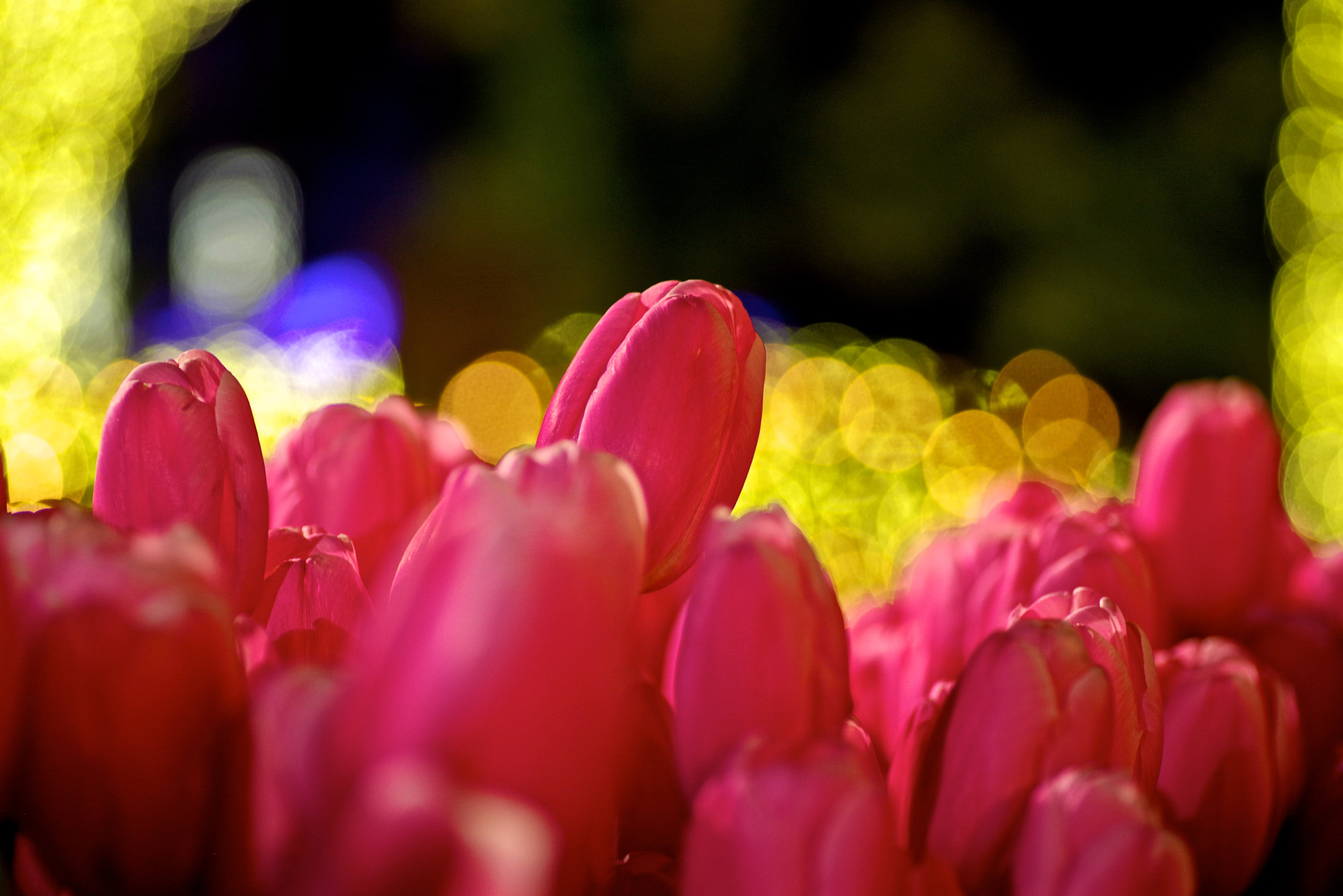 Pentax K-1 sample photo. Night tulip photography