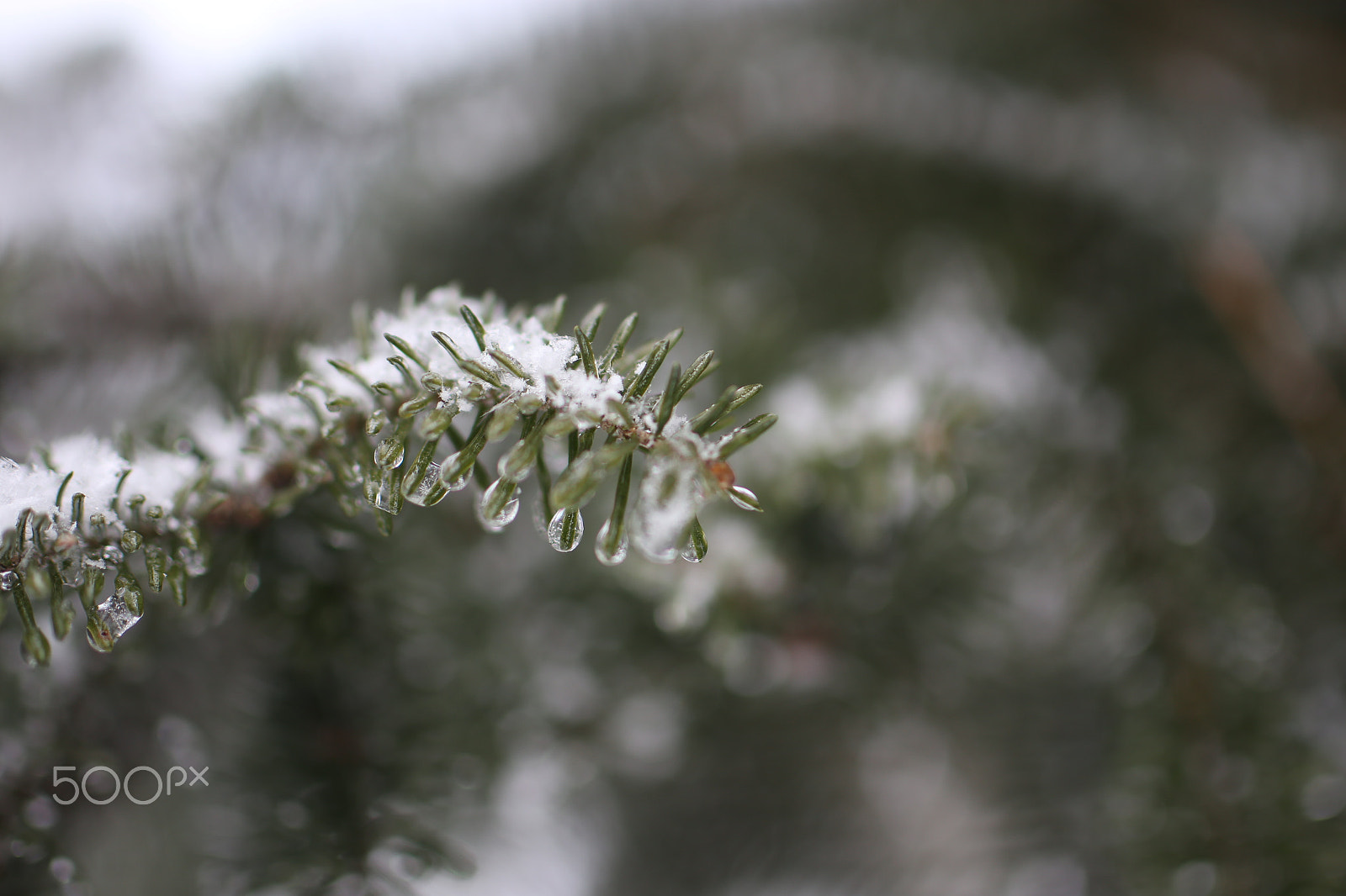 Tamron SP 45mm F1.8 Di VC USD sample photo. Frost on pine branch photography