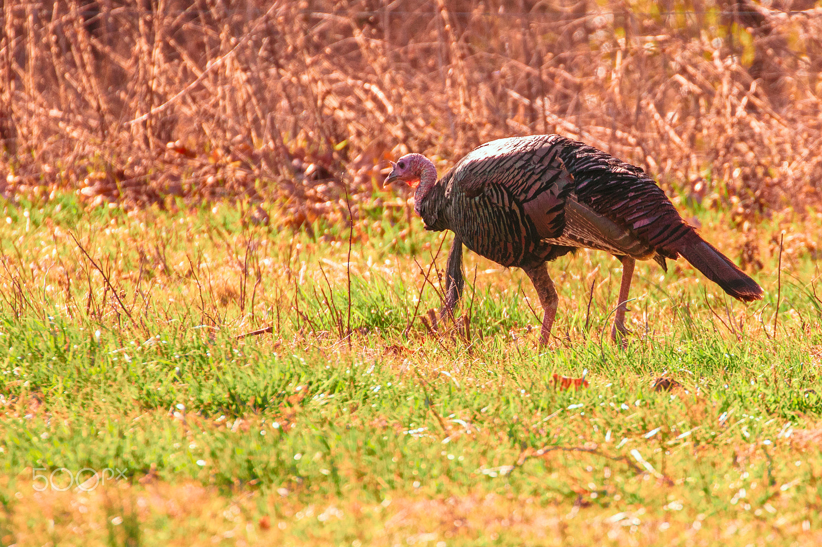 Canon EOS 5DS R + Canon EF 100-400mm F4.5-5.6L IS II USM sample photo. Cades cove turkey photography