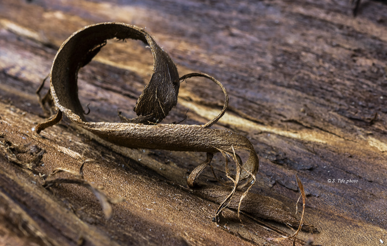 Sigma 105mm F2.8 EX DG OS HSM sample photo. Curves ... photography
