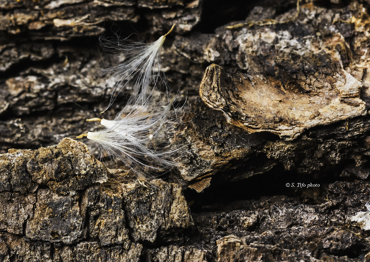 Sigma 105mm F2.8 EX DG OS HSM sample photo. Little softness ... photography