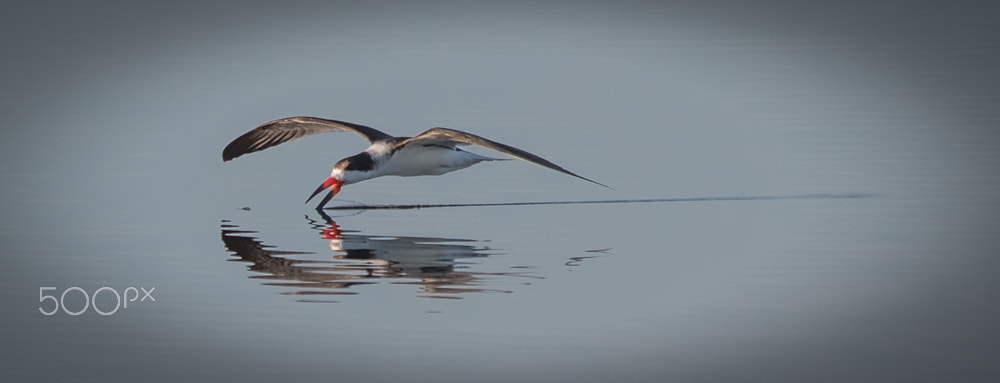 Nikon D500 + Sigma 150-500mm F5-6.3 DG OS HSM sample photo. Skimmer photography