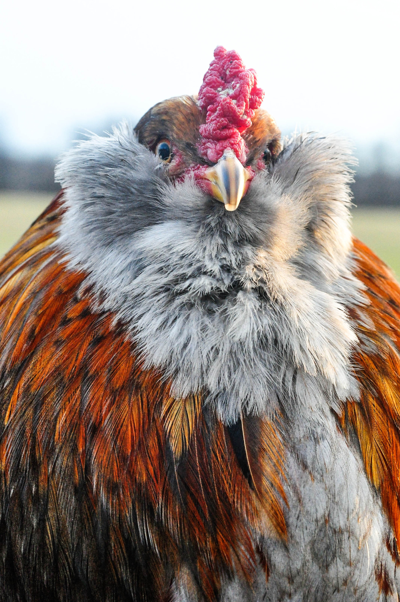 Nikon D90 + AF Micro-Nikkor 60mm f/2.8 sample photo. Santa chicken photography