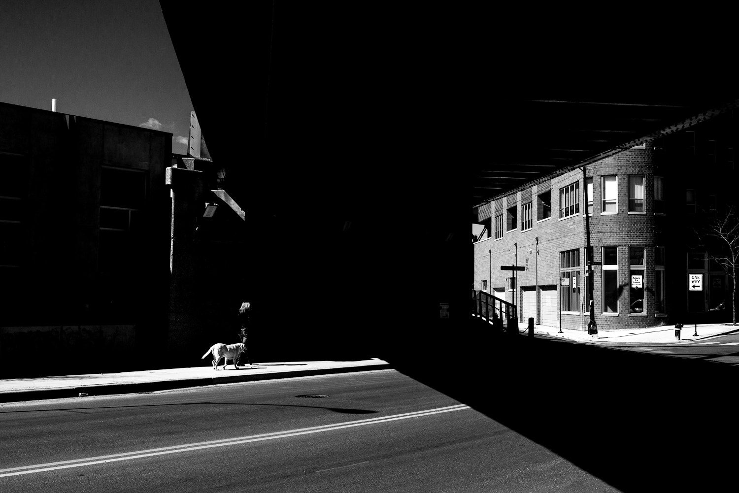 Nikon AF-S Nikkor 28-70mm F2.8 ED-IF sample photo. Dog in a street landscape photography