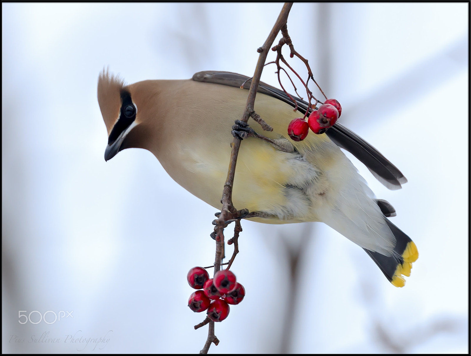 Canon EF 400mm F4 DO IS II USM sample photo. Cedar waxwing photography