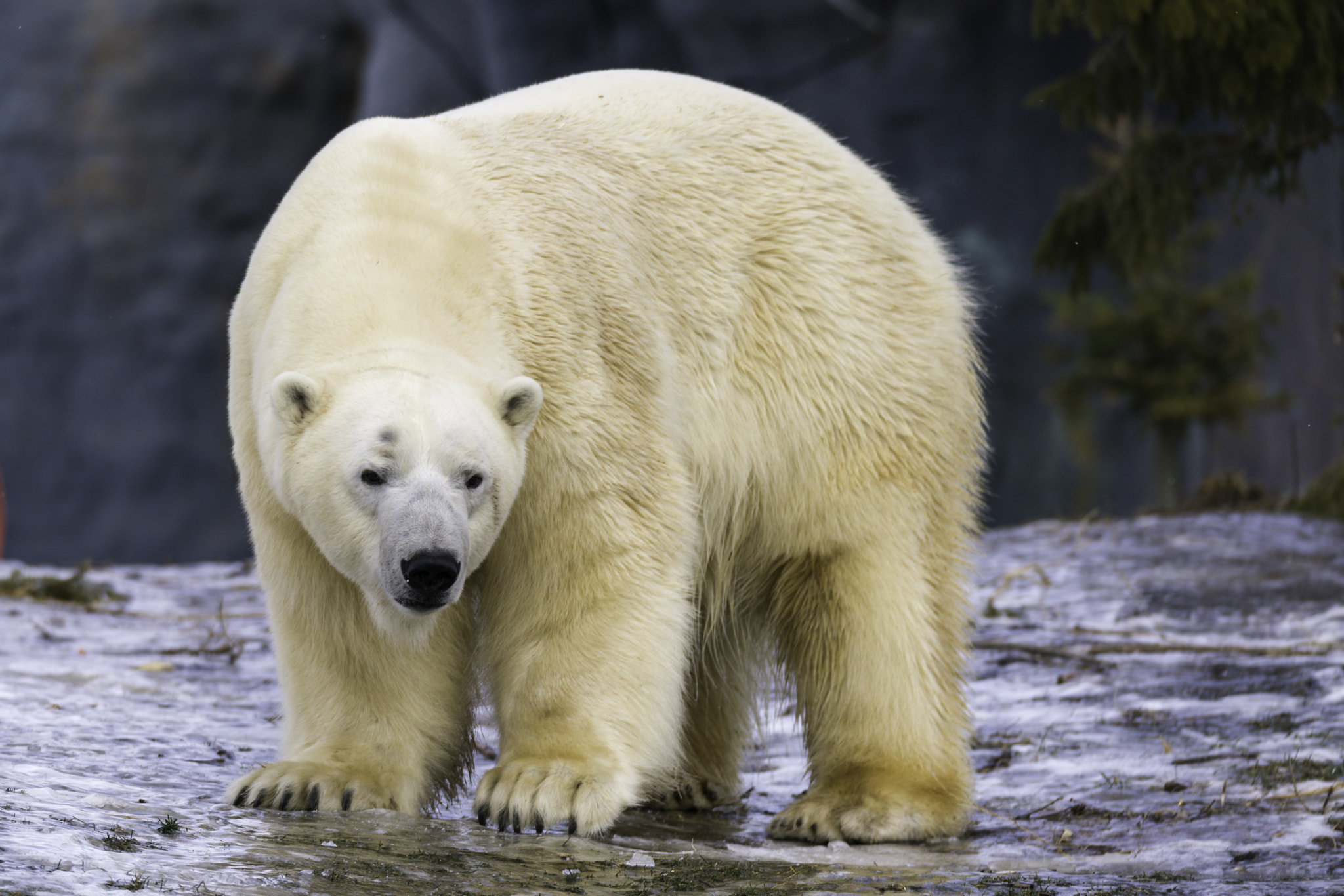 150-600mm F5-6.2 OSS sample photo. Polar bear photography