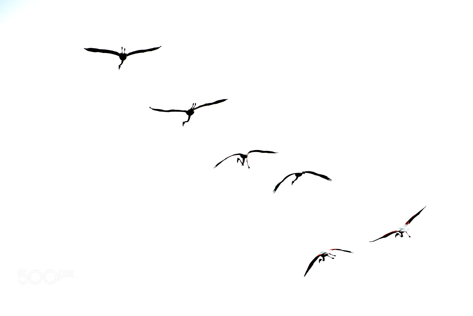 Nikon D810 sample photo. Flamingos in flight photography