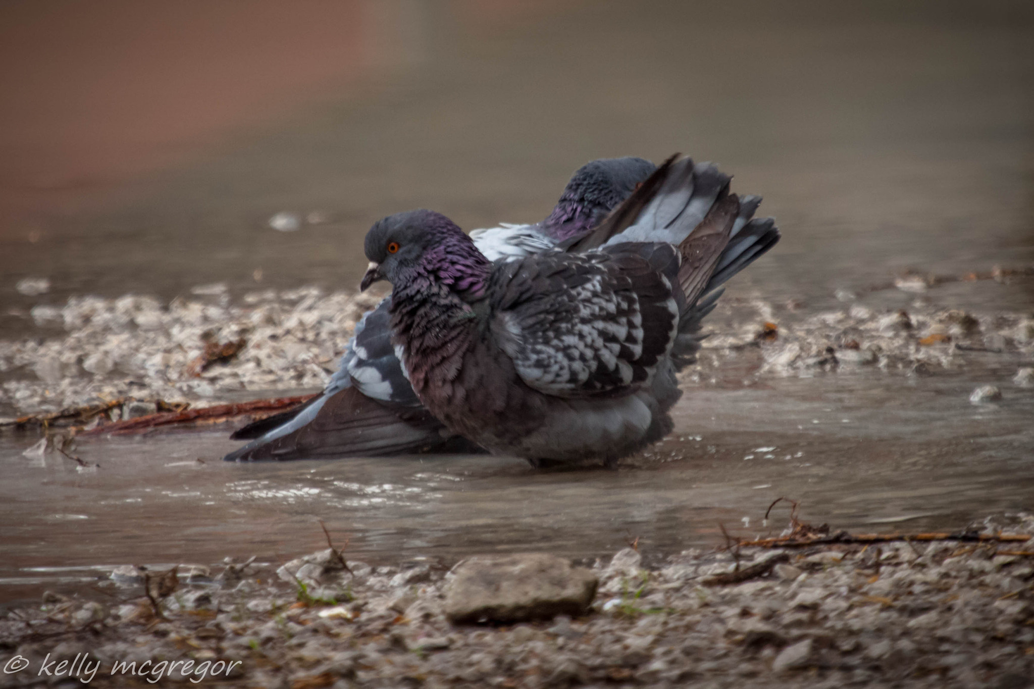 Canon EF 100-400mm F4.5-5.6L IS USM sample photo. Bath time  photography