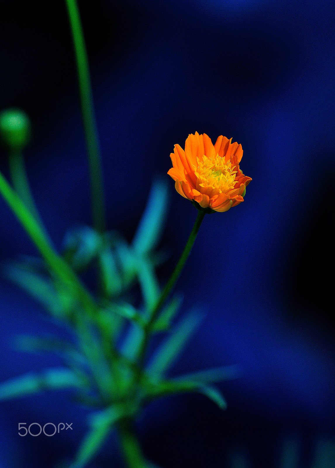 Nikon D90 sample photo. The golden flower photography