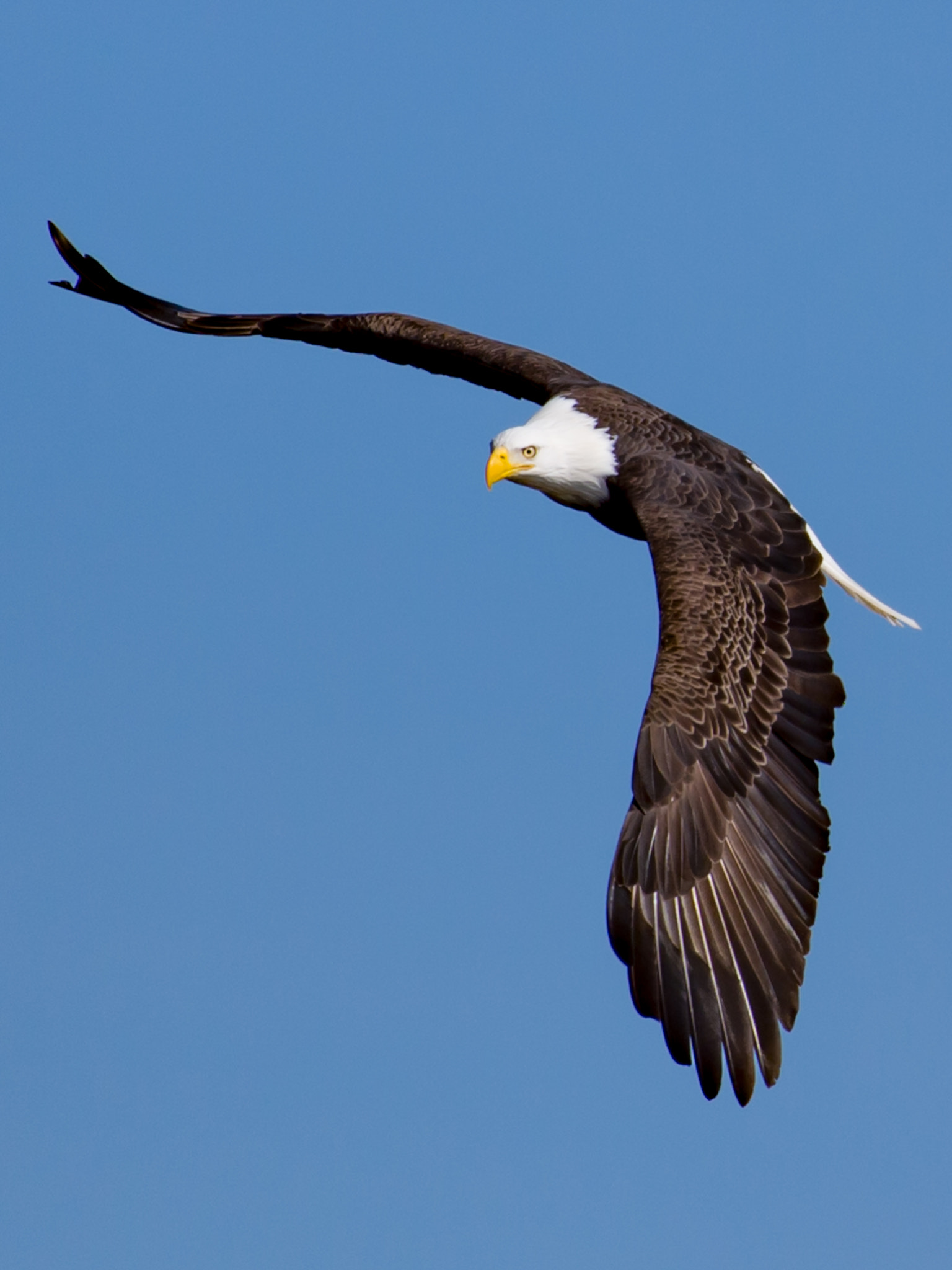Nikon AF-S Nikkor 200-500mm F5.6E ED VR sample photo. American eagle photography