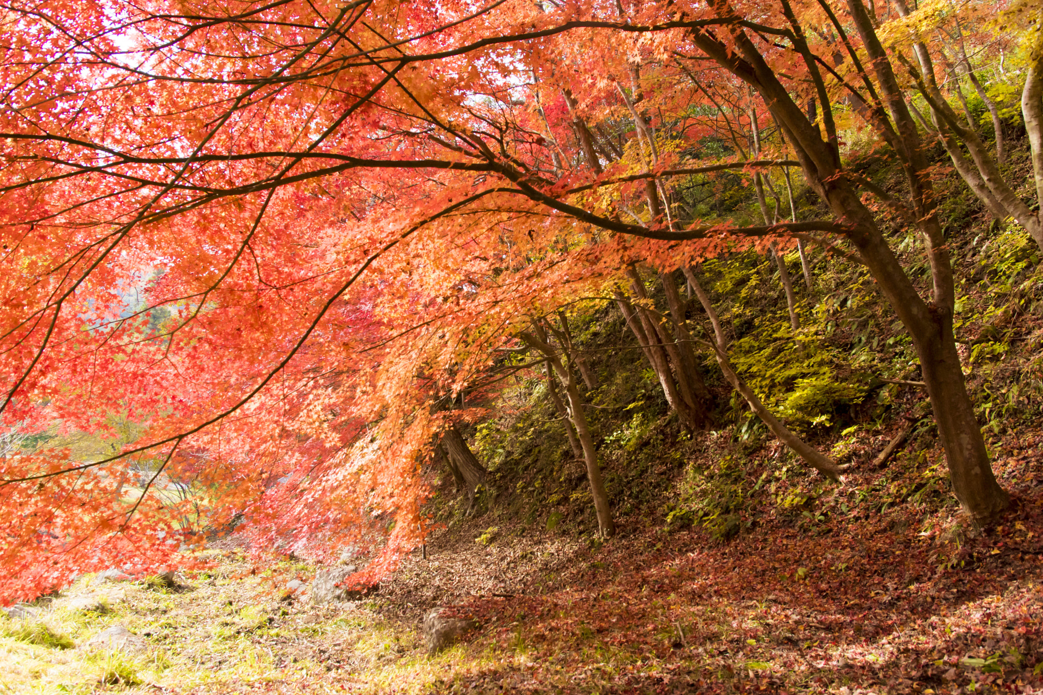 Sigma 17-70mm F2.8-4 DC Macro HSM sample photo. 紅葉 photography