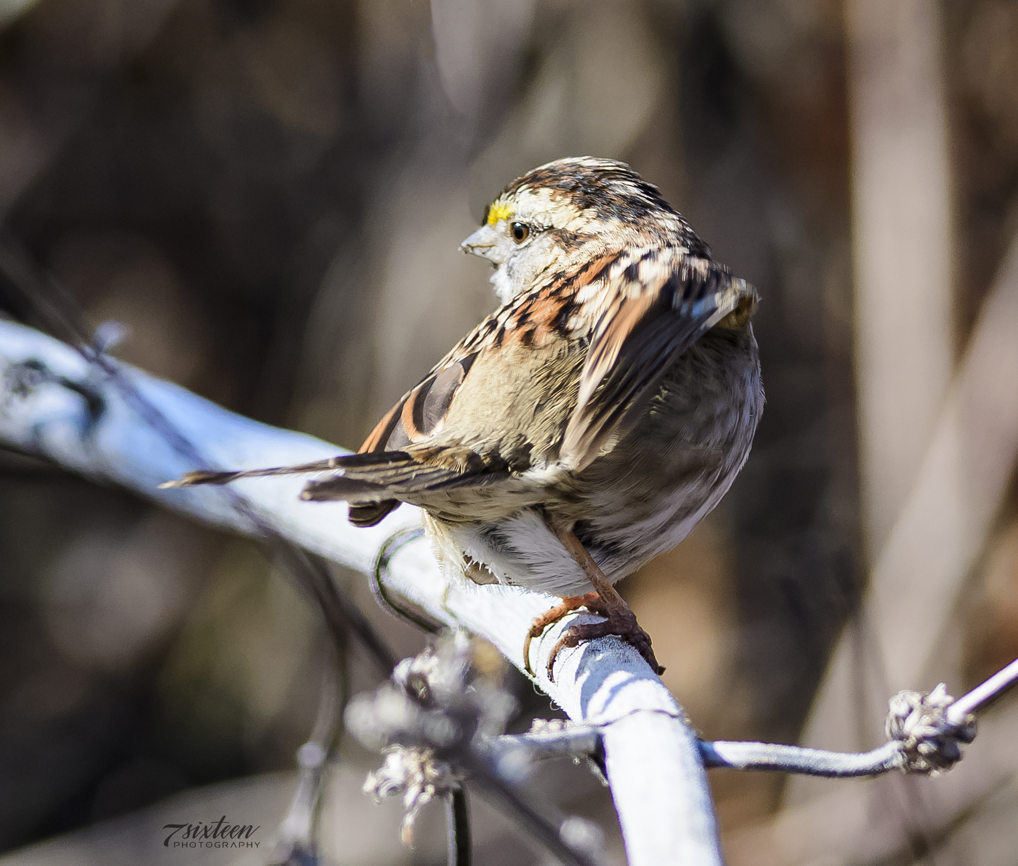 Nikon D500 + Nikon AF-S Nikkor 300mm F4D ED-IF sample photo. White-throated sparrow photography