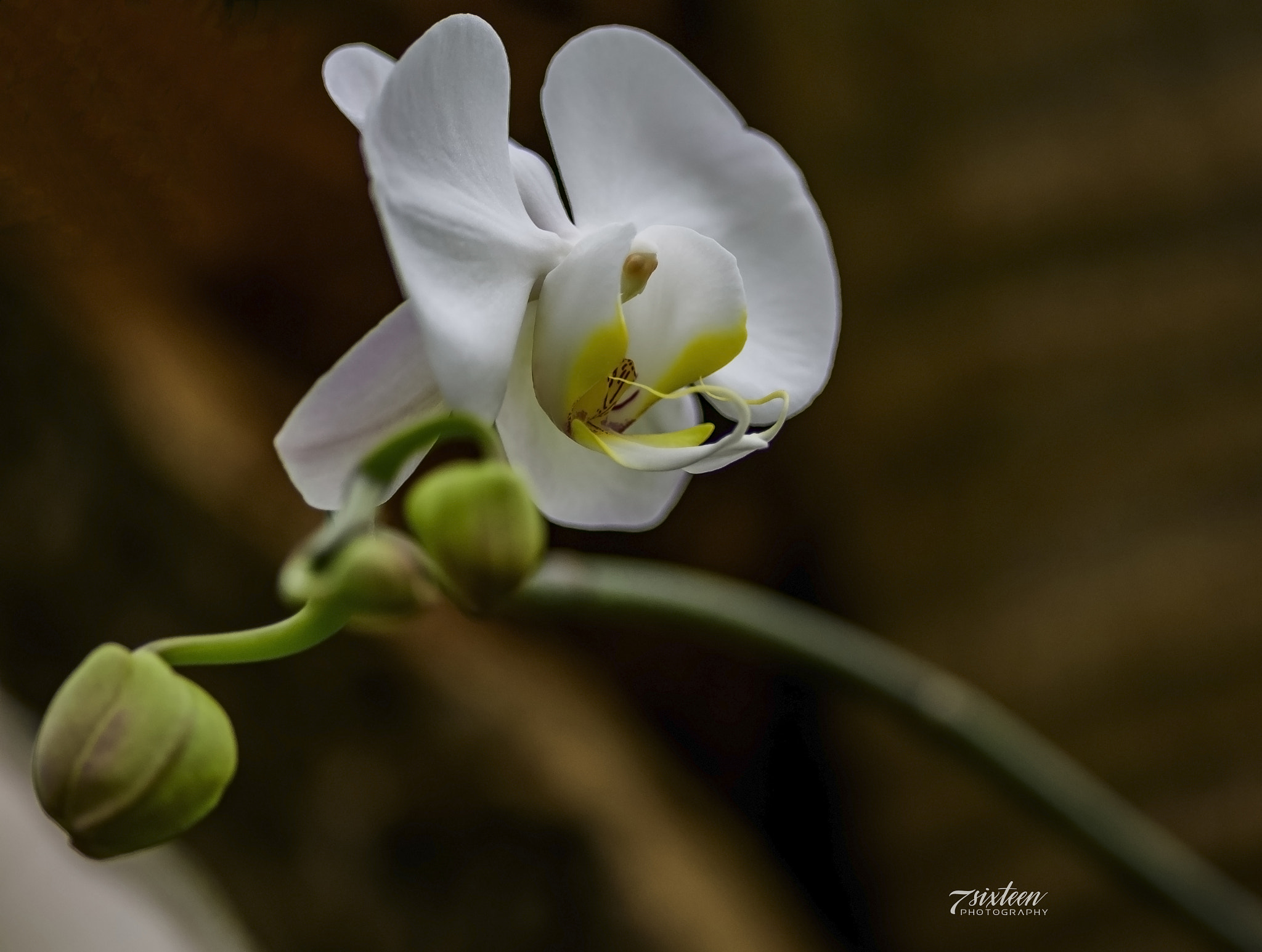 Nikon D500 + Nikon AF-S Nikkor 300mm F4D ED-IF sample photo. White flower photography