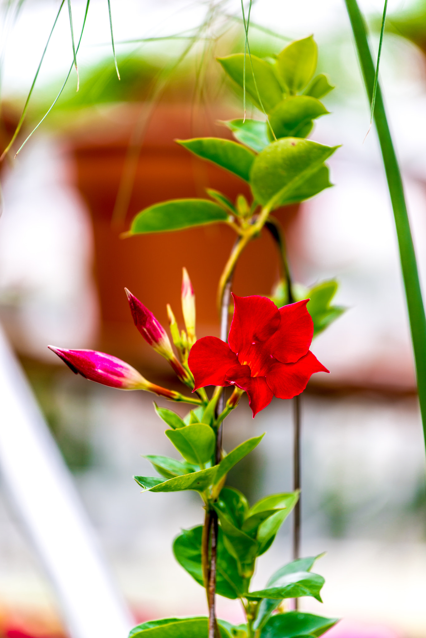 Nikon AF-S Nikkor 70-200mm F4G ED VR sample photo. Red flower photography
