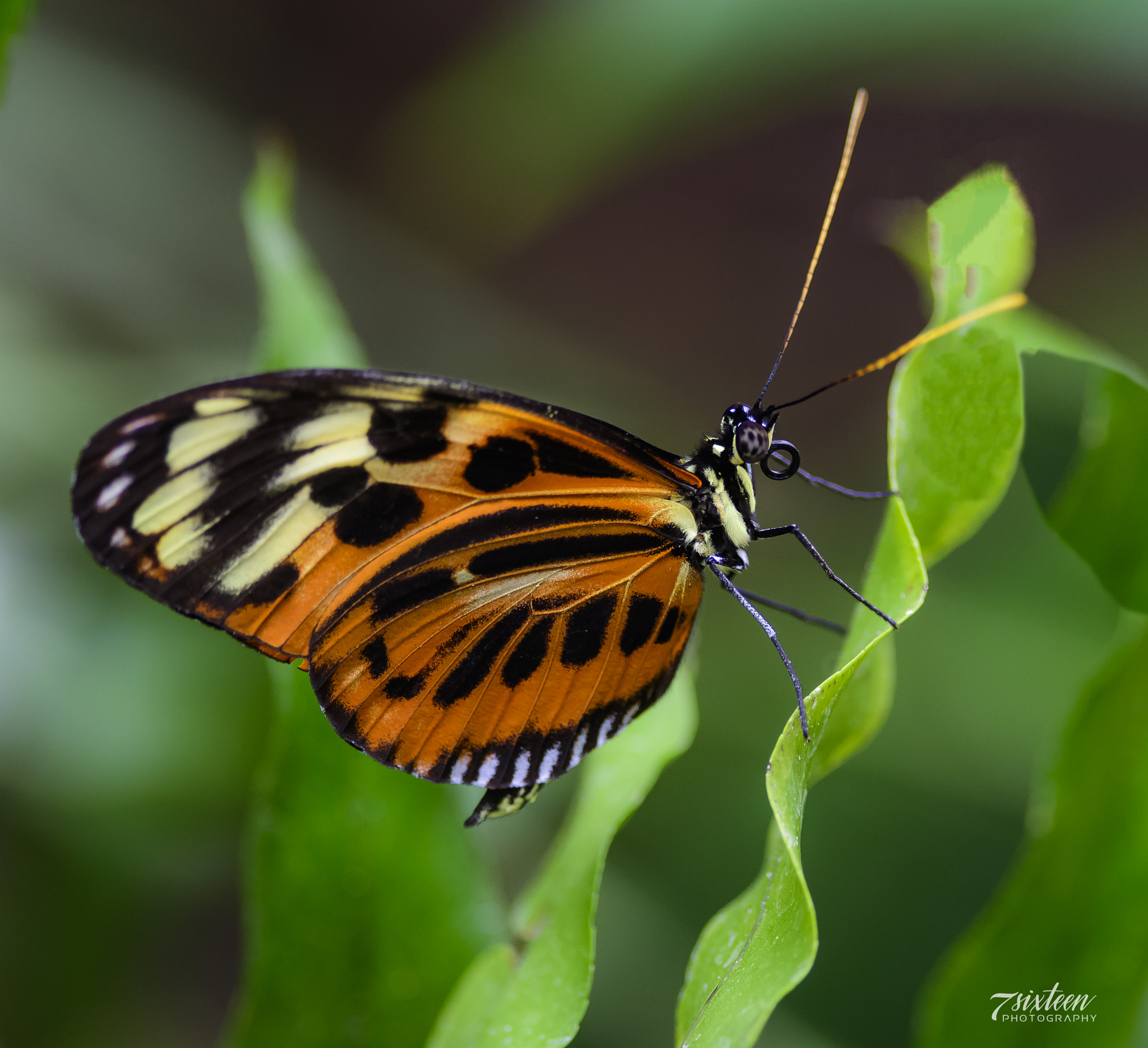 Nikon D500 sample photo. Longwing photography