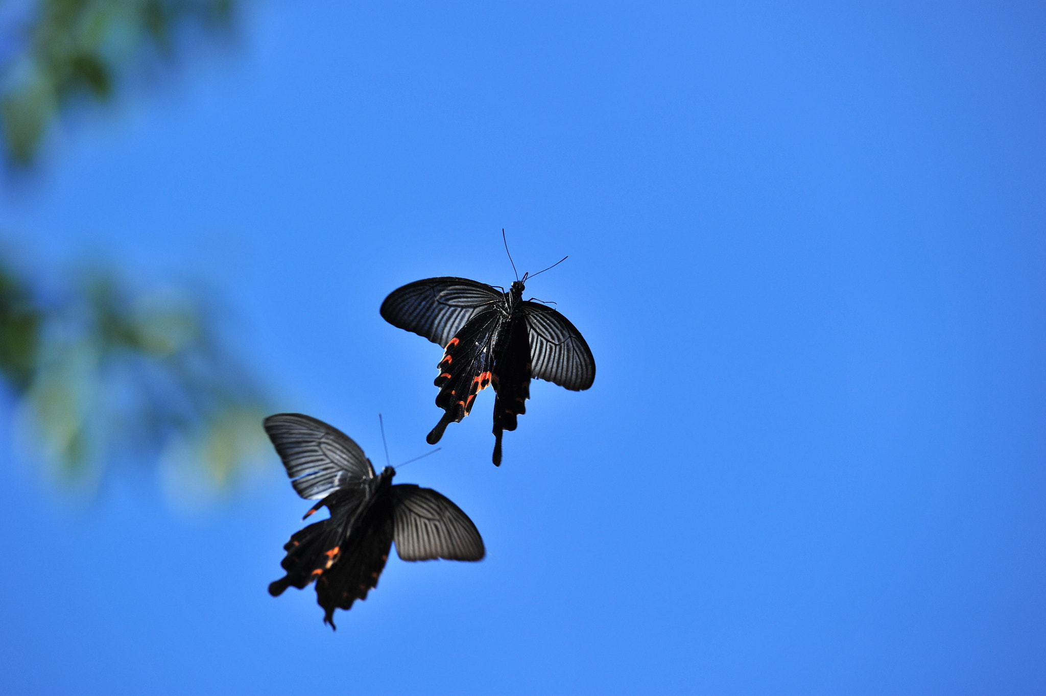 Nikon D3S sample photo. Shall we dance? photography