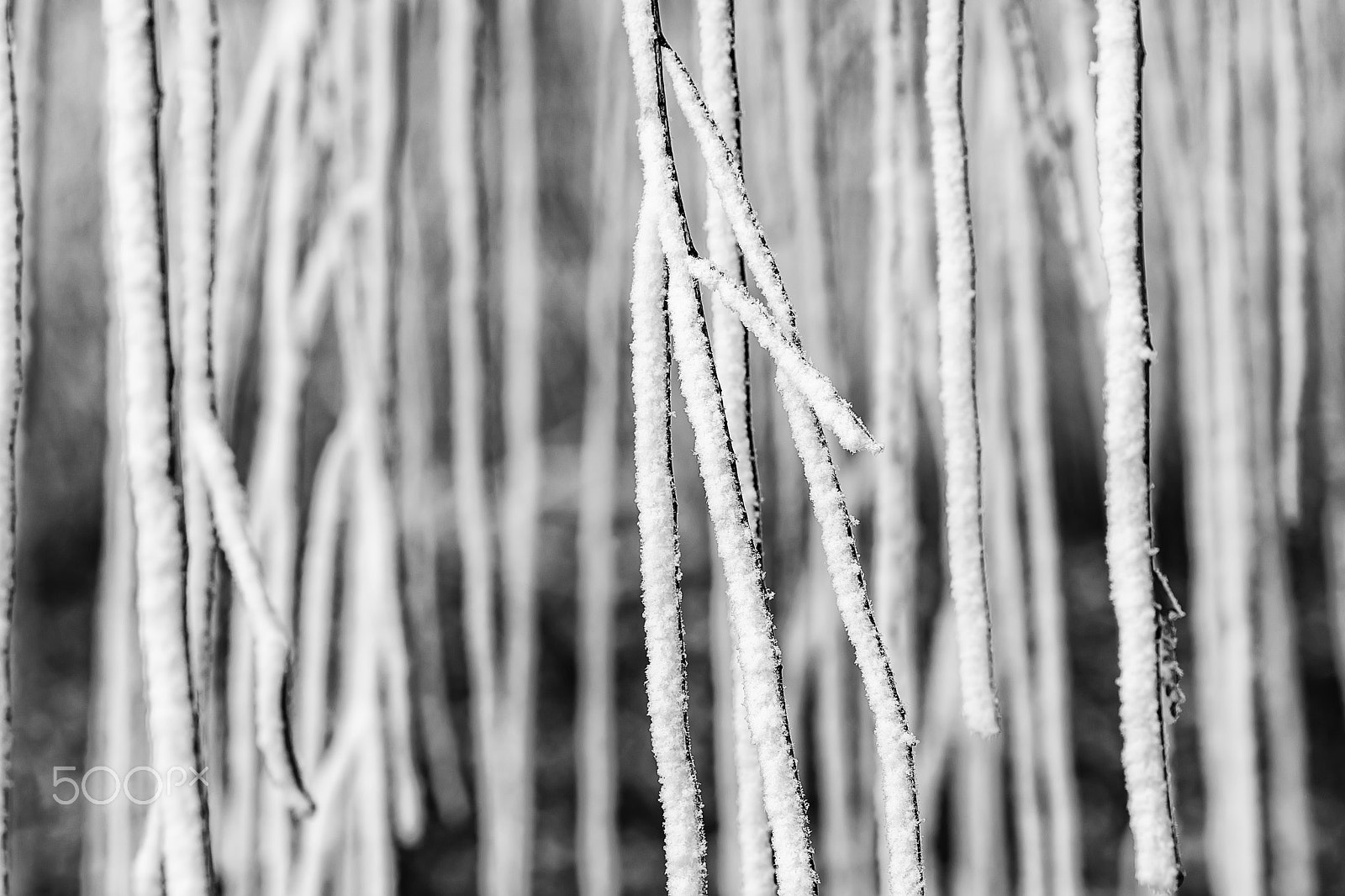 Canon EOS 5DS R sample photo. 霜挂 photography