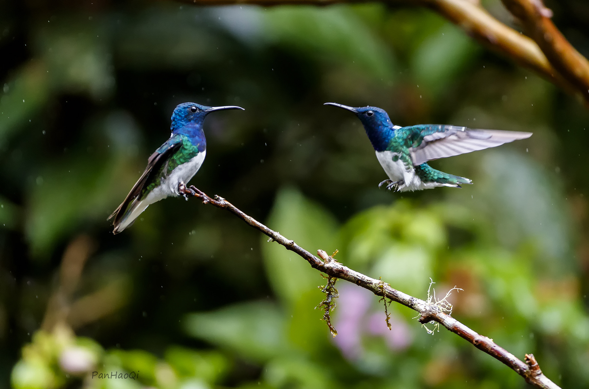Canon EF 200-400mm F4L IS USM Extender 1.4x sample photo. Hummingbird photography