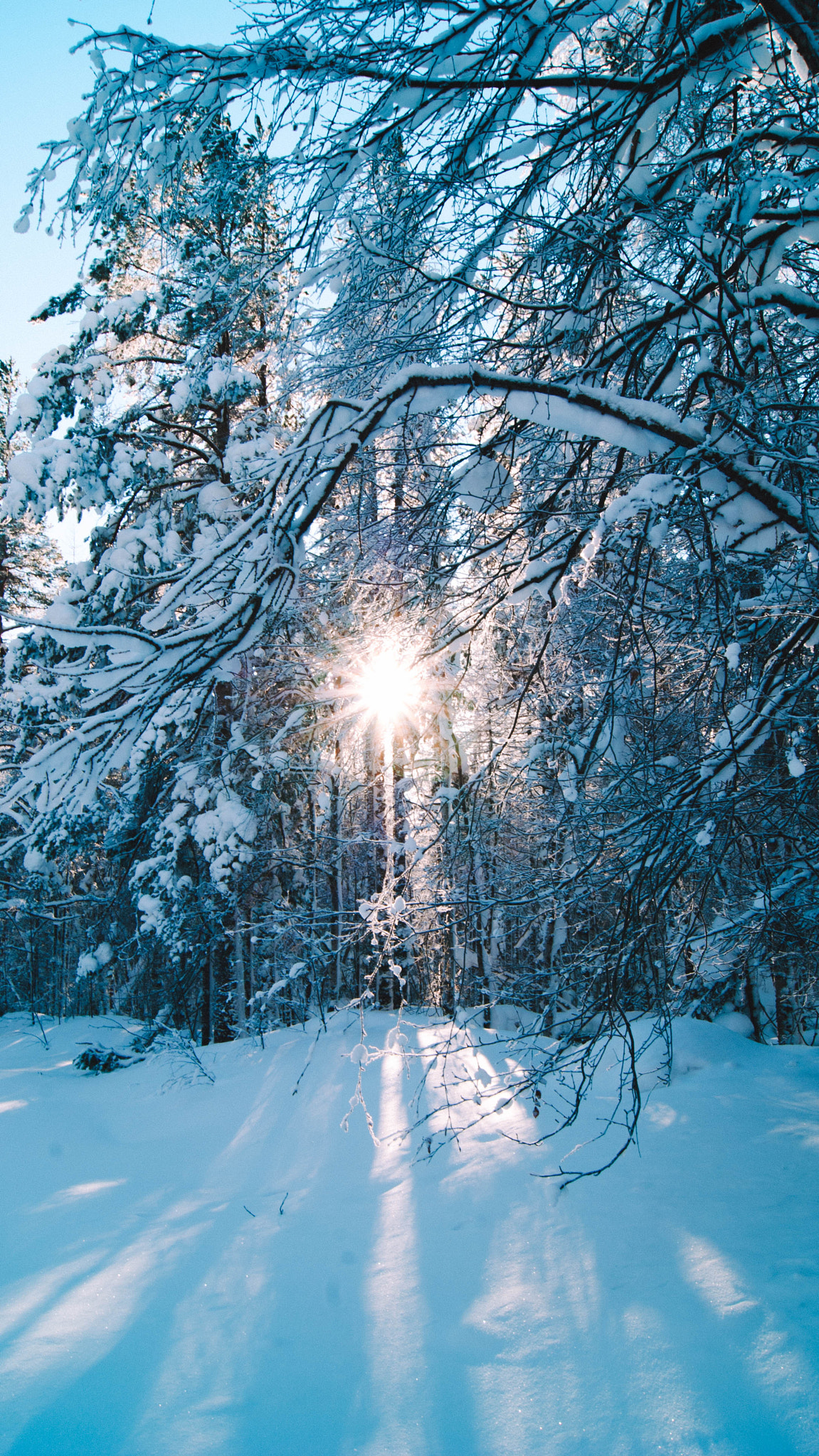 Sony Alpha DSLR-A330 sample photo. Fairy forest. photography