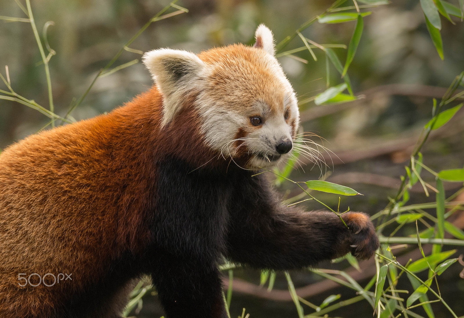 Sony SLT-A57 + Sony 70-300mm F4.5-5.6 G SSM sample photo. Red panda's breakfast photography