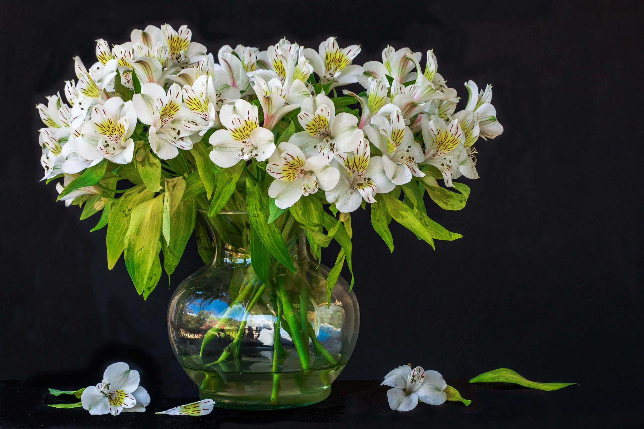 Canon EF 70-300mm F4-5.6 IS USM sample photo. Alstroemeria blanca photography