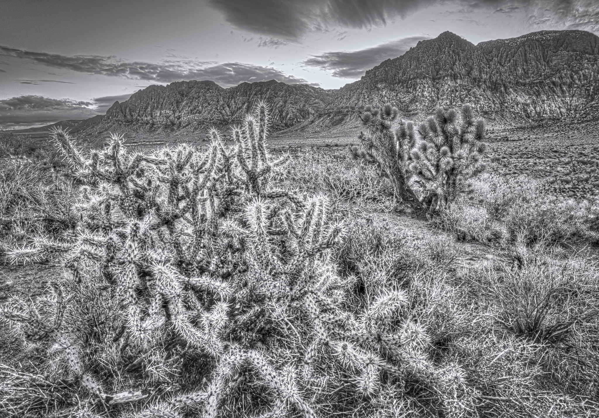 Nikon D800 + Nikon AF Nikkor 20mm F2.8D sample photo. Cholla vista photography