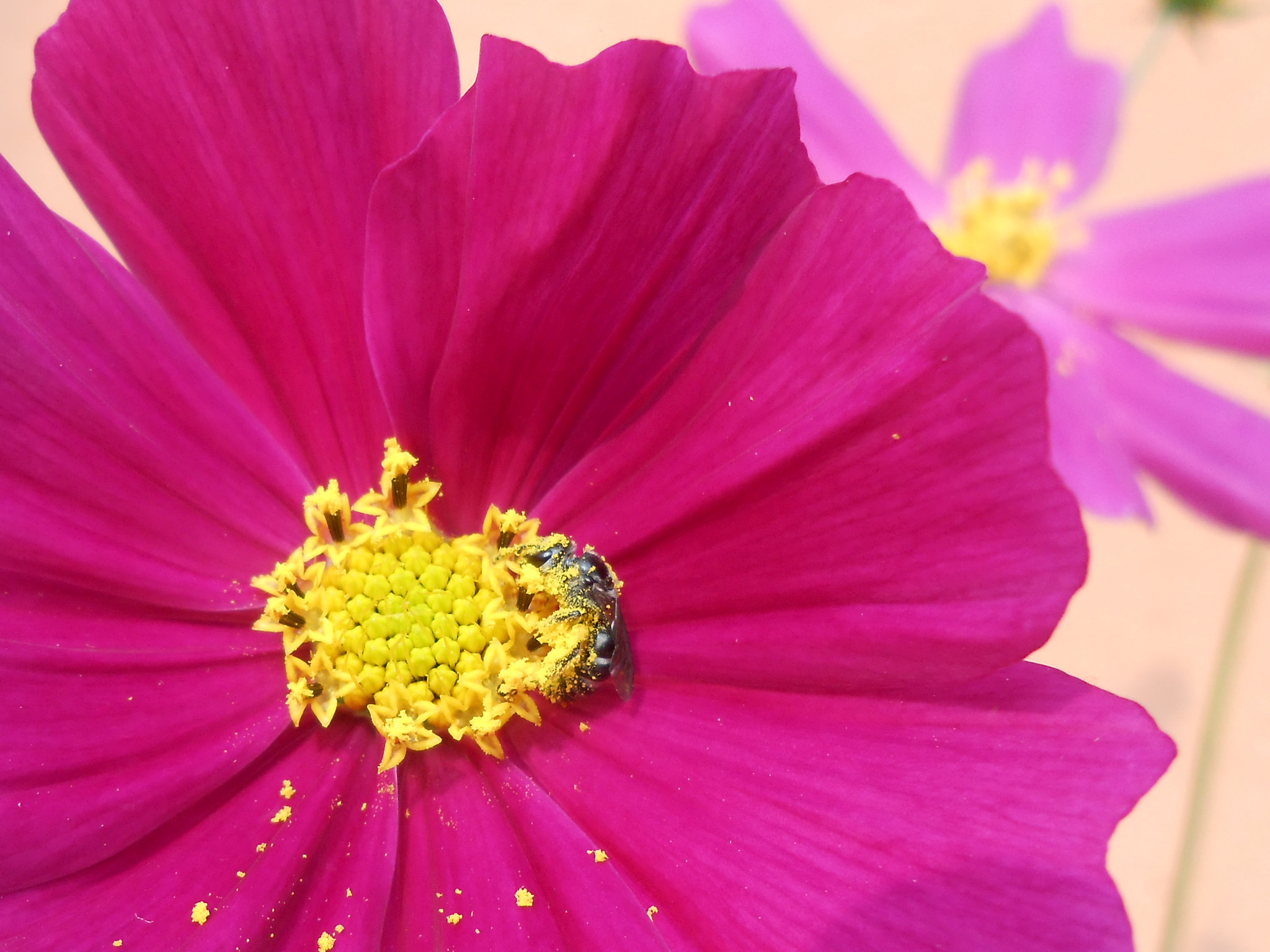 Nikon COOLPIX S2700 sample photo. Colourful life photography