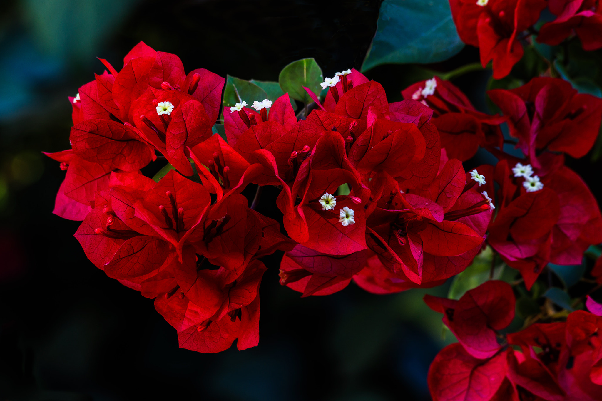 Canon EF 70-300mm F4-5.6 IS USM sample photo. Bouganvillia photography