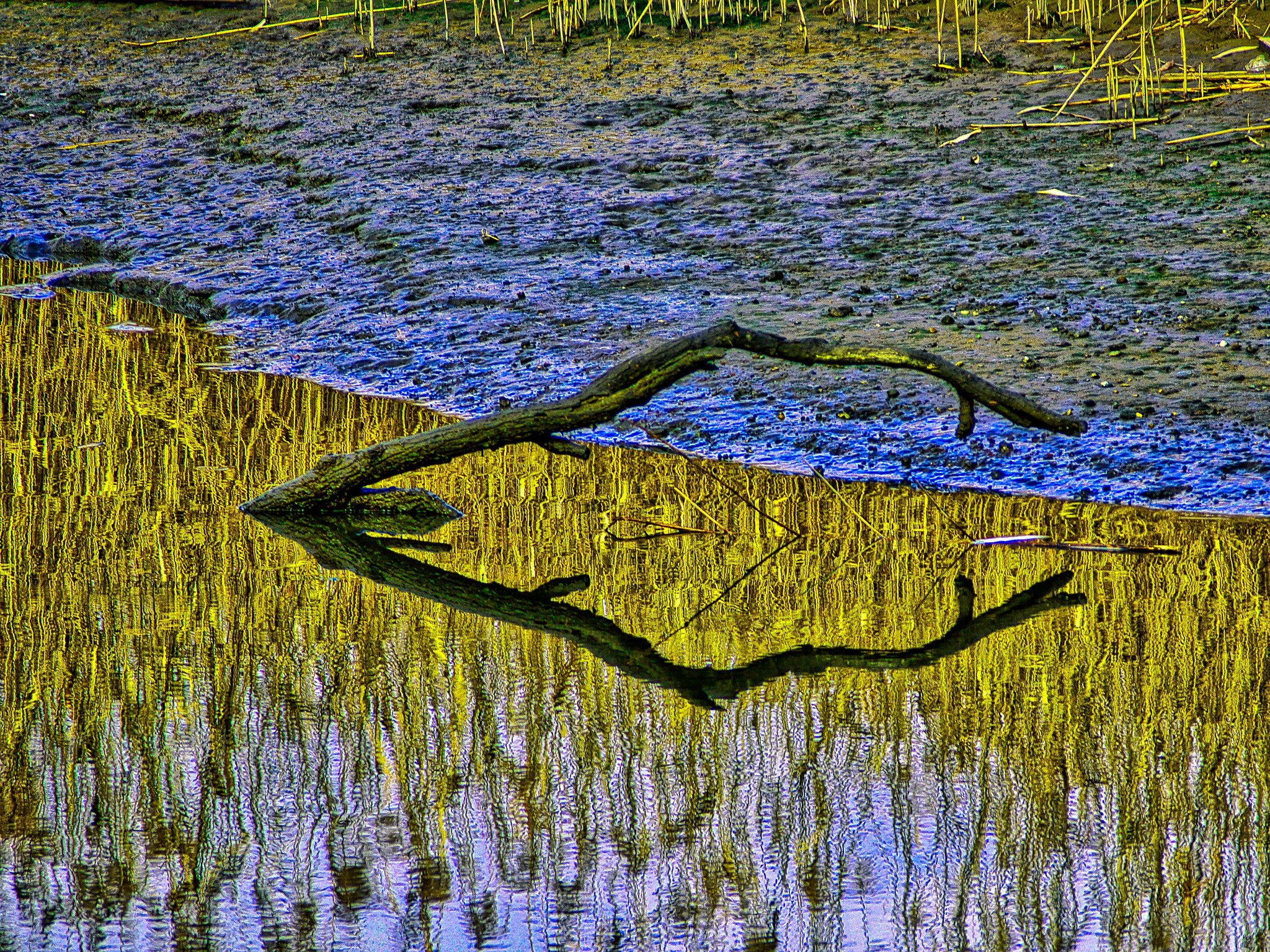 Olympus OM-D E-M1 sample photo. Stick in the mud photography