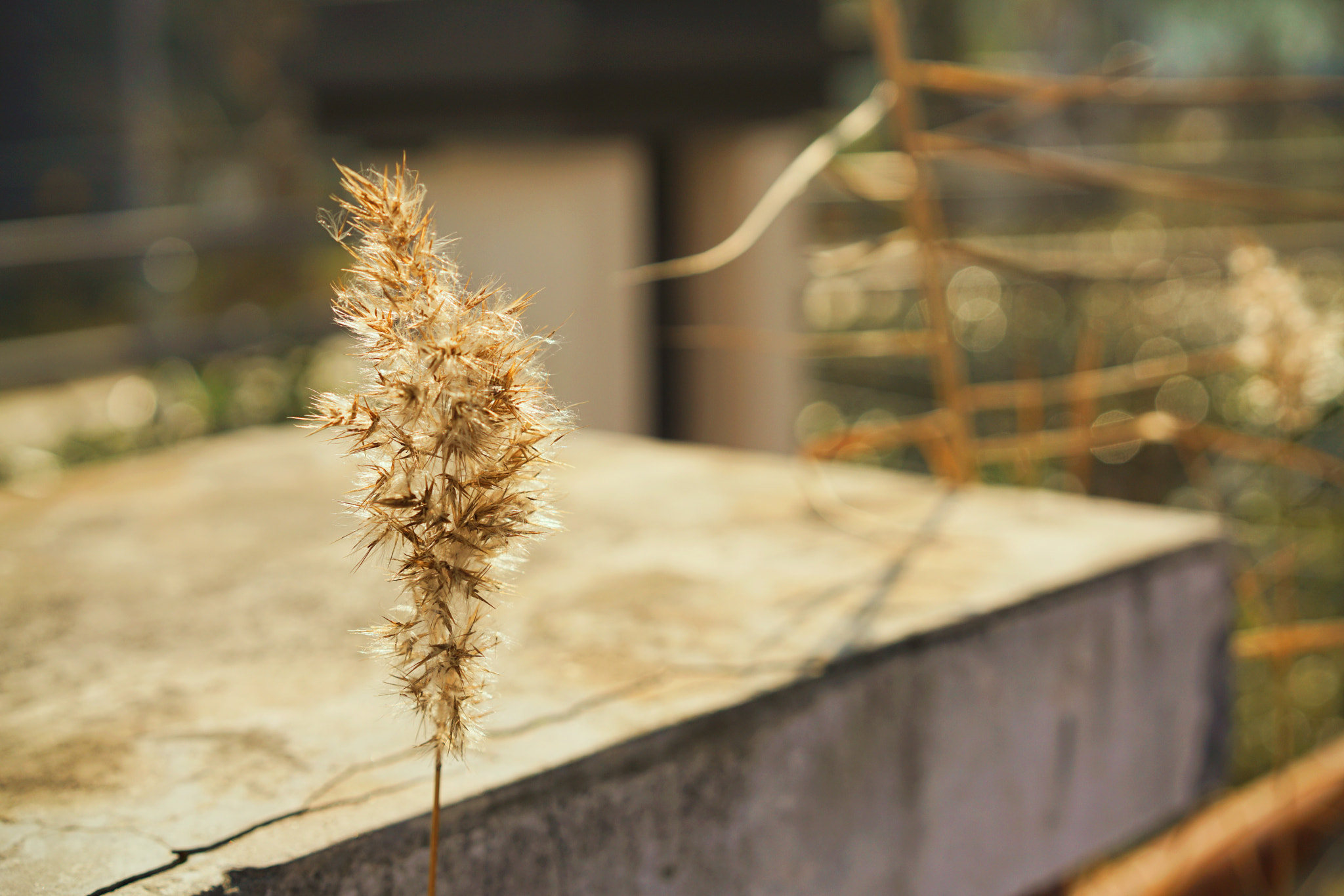 Sony a7R II + Sony Sonnar T* FE 55mm F1.8 ZA sample photo
