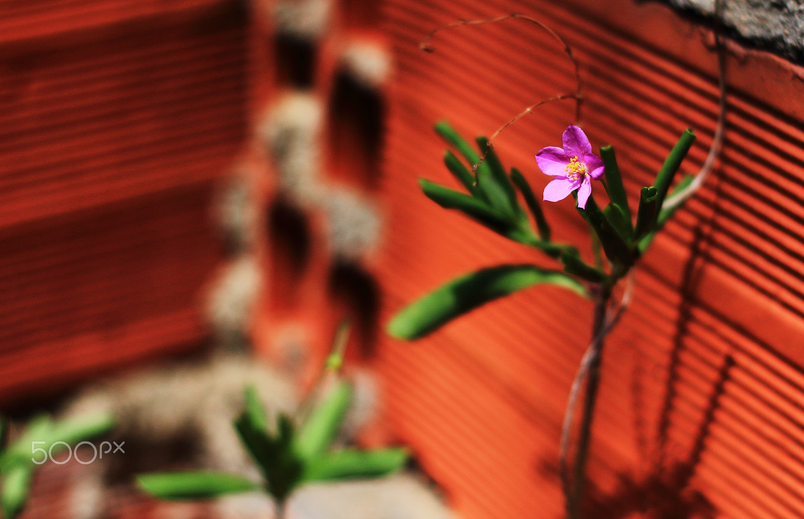 Canon EOS 550D (EOS Rebel T2i / EOS Kiss X4) + Canon 50mm sample photo. Naturaleza en construccion... / nature under construction... photography