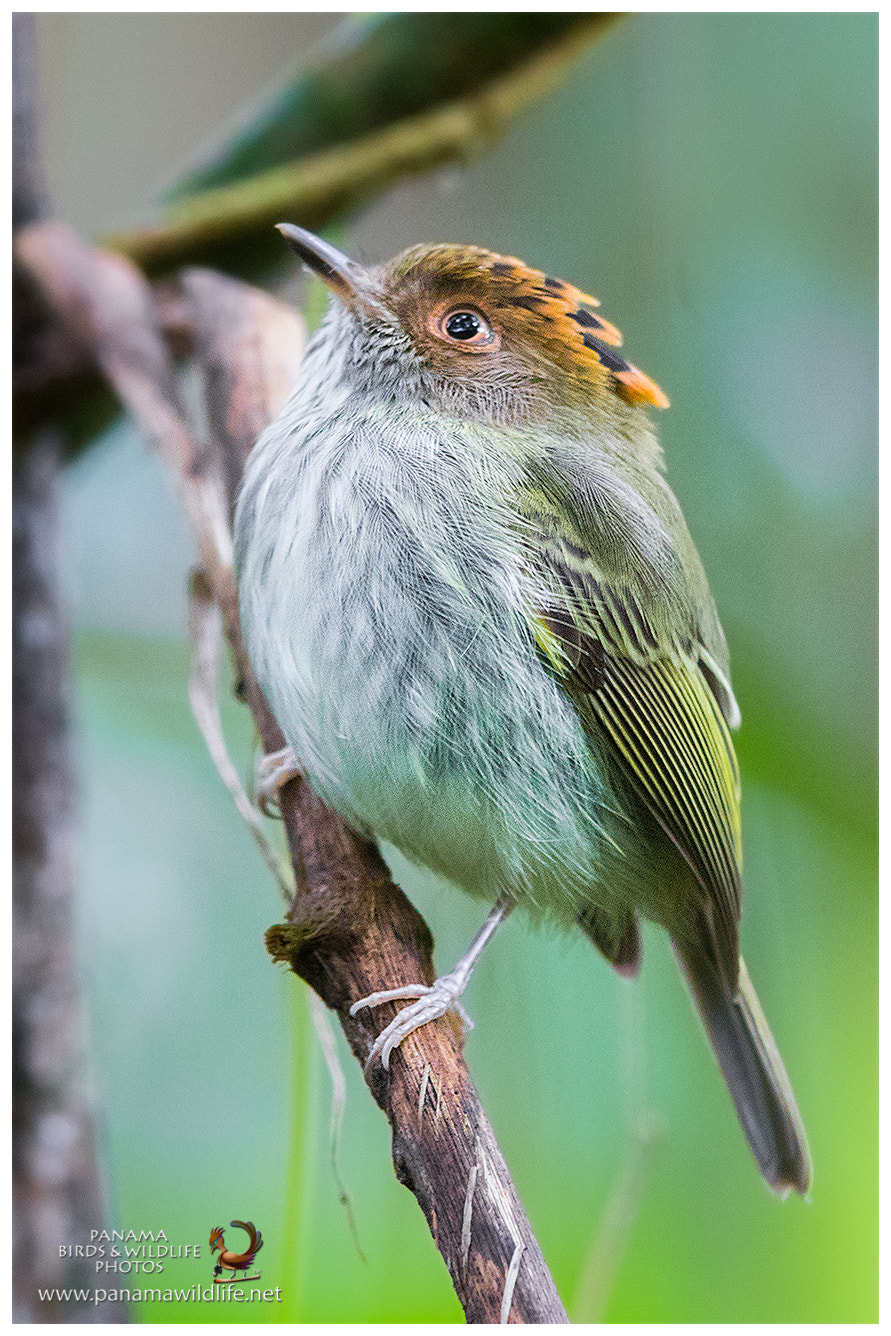Canon EF 600mm F4L IS II USM sample photo. Scale-crested pygmy-tyrant photography