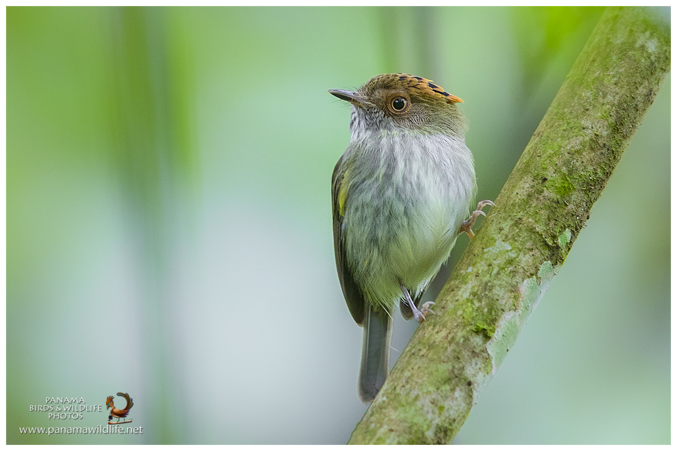 Canon EOS 7D Mark II + Canon EF 600mm F4L IS II USM sample photo. Scale-crested pygmy-tyrant photography