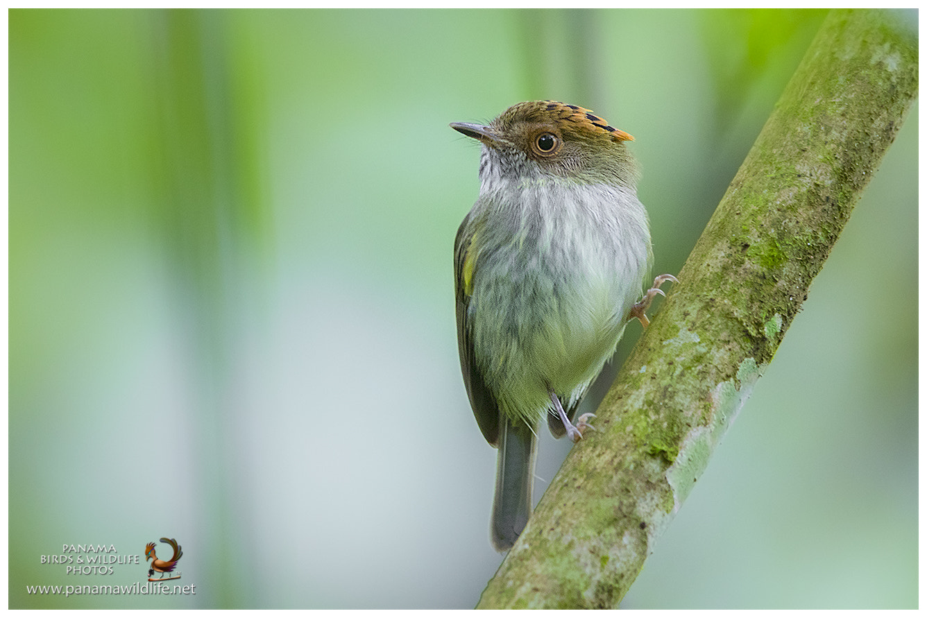 Canon EF 600mm F4L IS II USM sample photo. Scale-crested pygmy-tyrant photography