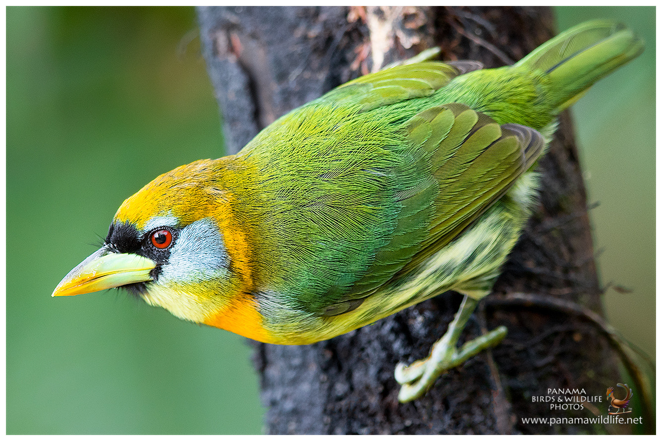 Canon EF 600mm F4L IS II USM sample photo. Red-headed barbet / barbudo cabecirrojo - ♀ photography