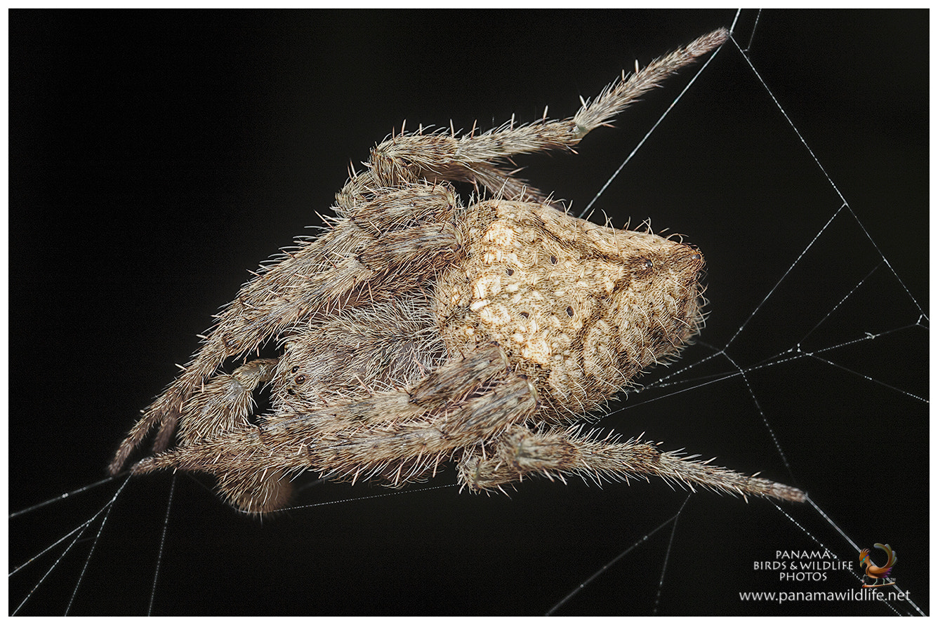 Canon MP-E 65mm F2.5 1-5x Macro Photo sample photo. Orb weaver spider / araña tejedora nocturna photography