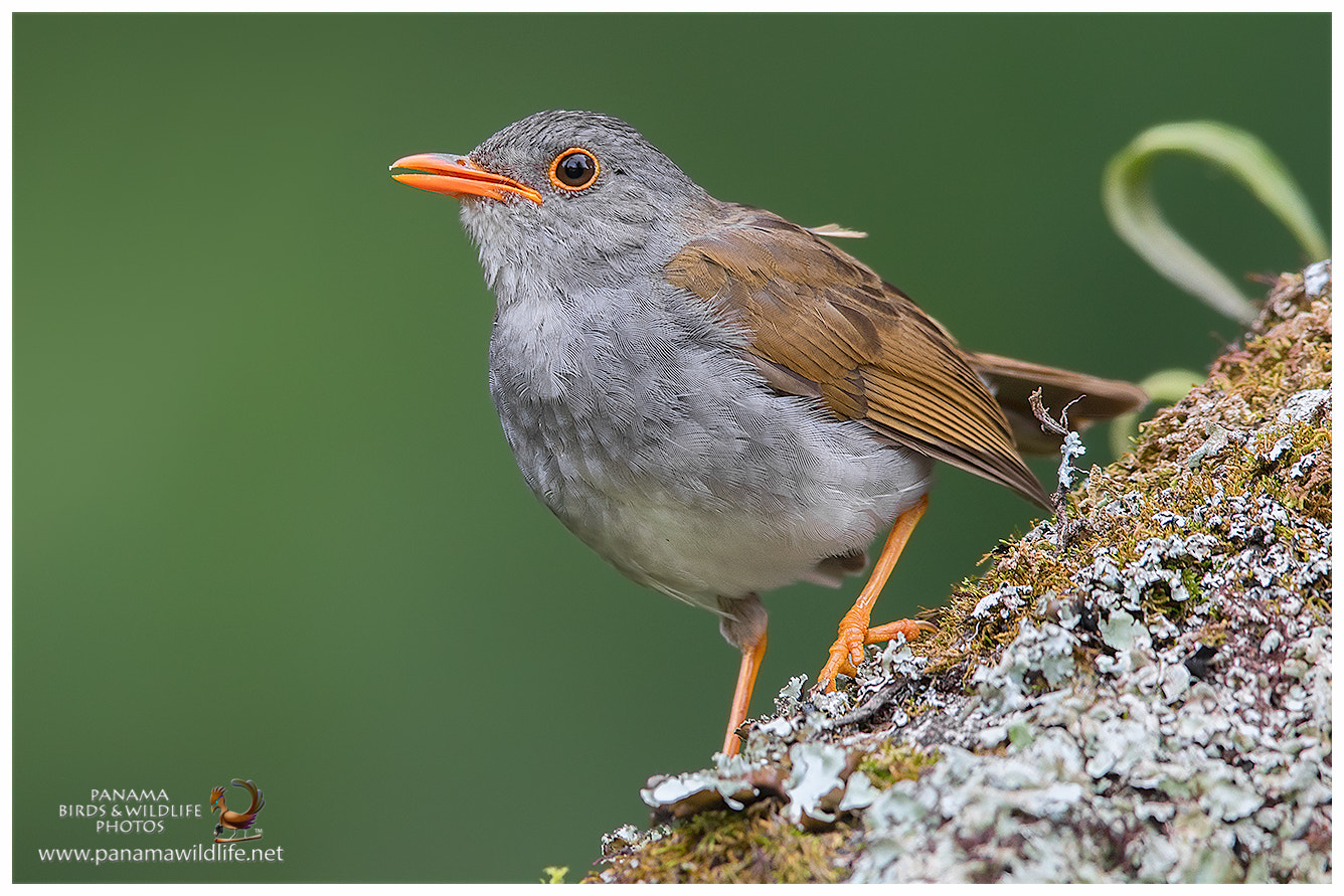 Canon EF 600mm F4L IS II USM sample photo. Orange-billed nightingale-thrush photography