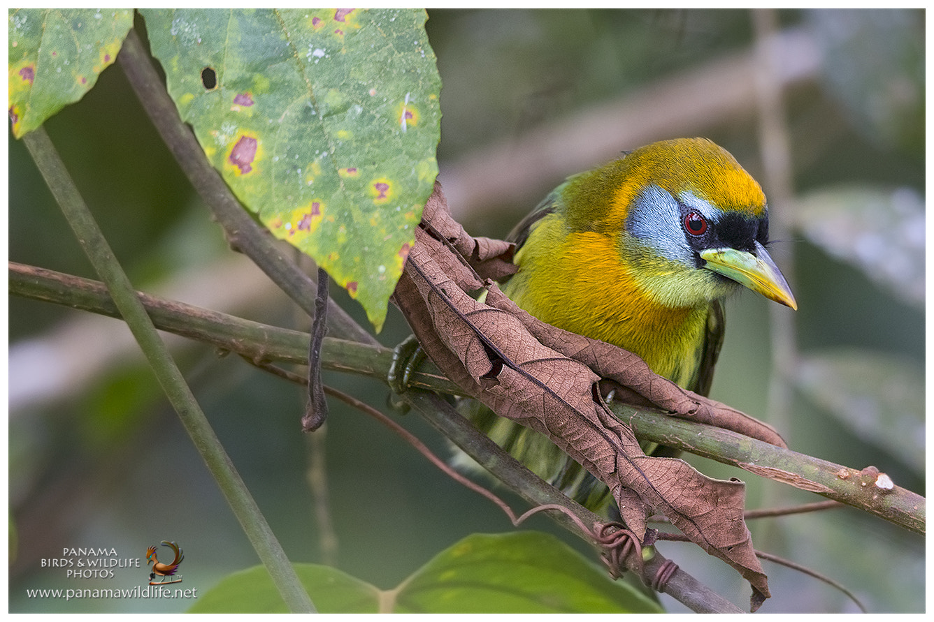 Canon EF 600mm F4L IS II USM sample photo. Red-headed barbet / barbudo cabecirrojo - ♀ photography