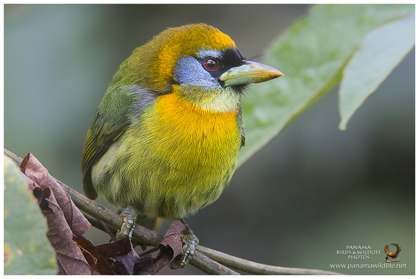Canon EF 600mm F4L IS II USM sample photo. Red-headed barbet / barbudo cabecirrojo - ♀ photography