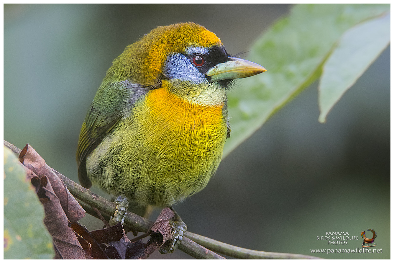 Canon EOS 7D Mark II + Canon EF 600mm F4L IS II USM sample photo. Red-headed barbet / barbudo cabecirrojo - ♀ photography